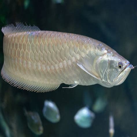 where to buy arowana fish online|Exotic and Rare Arowana For Sale .